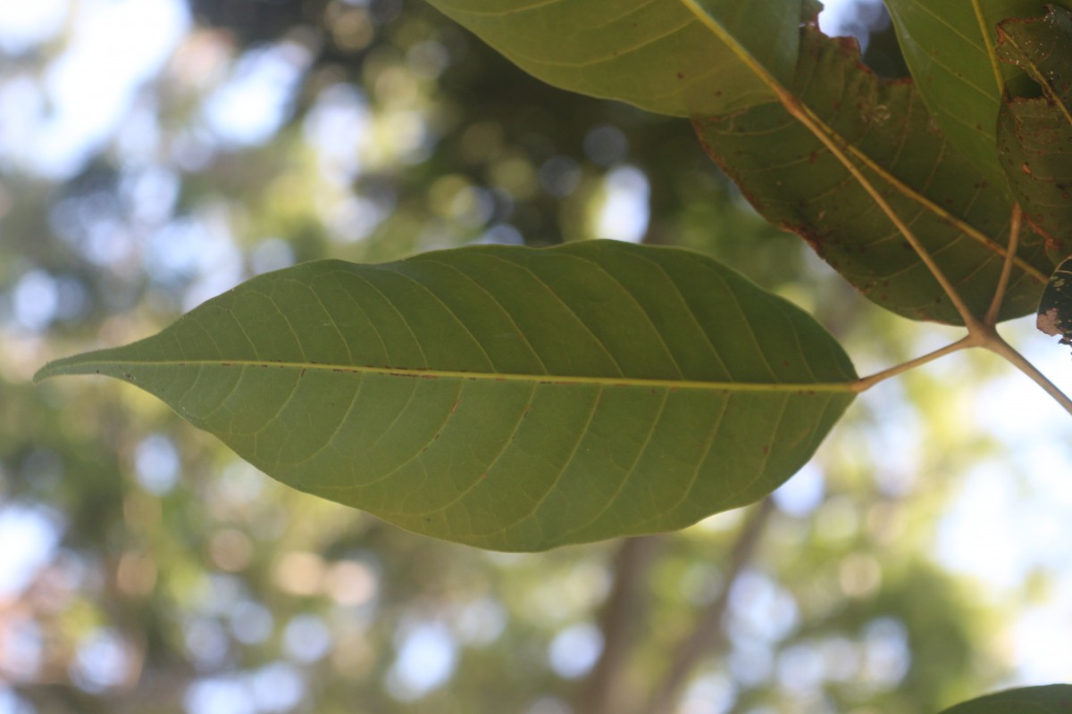 Canarium indicum L.